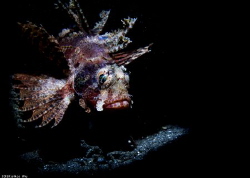 Simple is the best
Location :Lembeh Indonesias
Canon 5d... by Yung Sen Wu 